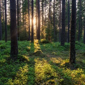 skog