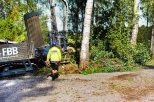 borrigg i skog